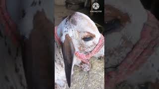 Vitamin c responsive dermatosis treatment  Follow up cattle calf [upl. by Candi]