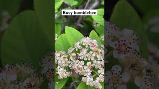 Busy bumblebee pollinating with silly song [upl. by Peh]