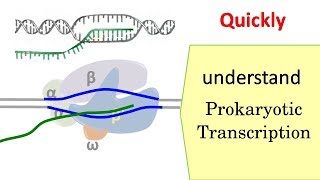 Transcription in prokaryotes [upl. by Gwenette]