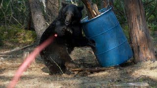 Double Lung on a GIANT Bear  Adventure Bow Hunt in Saskatchewan  4K FILM [upl. by Auhso]