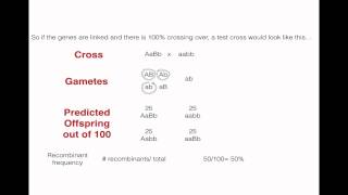 Recombination Frequency and Linked Genes [upl. by Dnomso]