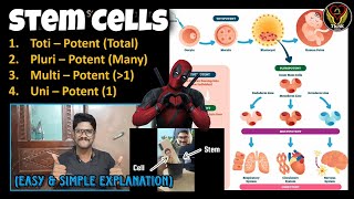 Stem Cells  Totipotent Pluripotent Multipotent Unipotent  ESC iPSc  Tamil  ThiNK Biology [upl. by Dimond]