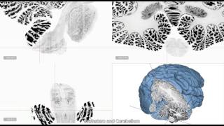 Ultra high Resolution 3D Human Brain Model BigBrain in Atelier3D Viewer [upl. by Walden42]