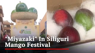 Worlds Most Expensive Mango quotMiyazakiquot Showcased In Siliguri Mango Festival [upl. by Yuh]