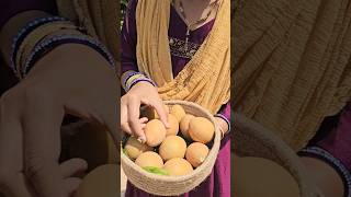 milk sapota harvestingపాల సపోటాsapota sapomygardenharvestinggardeningshortvideoytshort [upl. by Elyrehc986]