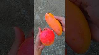 Mangga Pelangi Agrimania Miyazaki [upl. by Far]