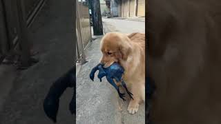 Golden Retriever going to buy chicken meat dog shorts [upl. by Weikert886]