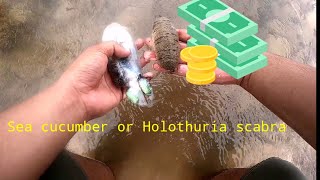 Extra income Sea cucumber or Holothuria scabra culture Philippines Ep 006 [upl. by Pammie]