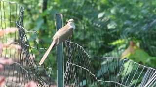 Blackbilled Cuckoo Central Park NYC [upl. by Blain]