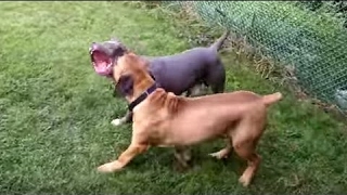 Boerboel vs American Bandog  Dog Videos Mr Fenley [upl. by Read663]