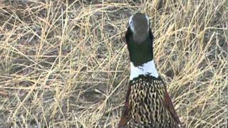 Pheasant hunting in Colorado [upl. by Attelrak]