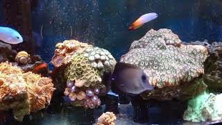 Firefish Chromis Blenny Scopas Tang Giant Favia Zoanthids [upl. by Enitsed186]