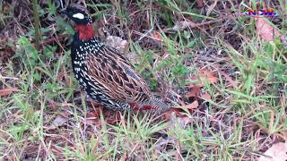 Black francolin Bird chiriping kala Teetar hunting कालो तित्रा नेपाल को आवाज प्रत्येक्ष [upl. by Vallonia50]