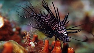 The Coral Reef 10 Hours of Relaxing Oceanscapes  BBC Earth [upl. by Afesoj]