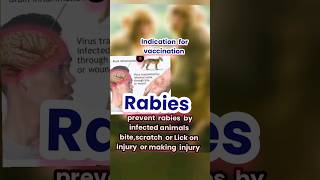 indications and prevention to avoid rabies in humans by vaccination [upl. by Lehman]