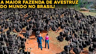 A MAIOR FAZENDA DE AVESTRUZ DO MUNDO QUE FICA NO BRASIL [upl. by Sudhir]