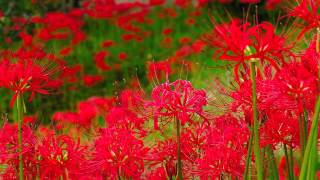 Ajoura  Lycoris [upl. by Stanwood]