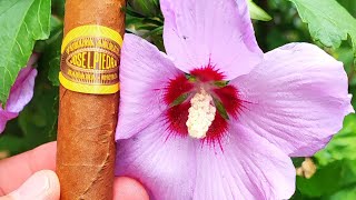 Jose L Piedra Petit Caballeros  Zigarren Review [upl. by Adahs]