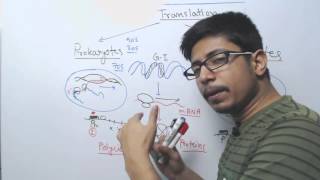 Difference between Prokaryotic and Eukaryotic Translation [upl. by Alger745]