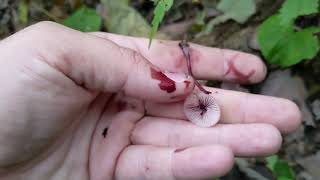 Bleeding Fairy Helmet Mushroom Mycena haematopus [upl. by Oiramat885]