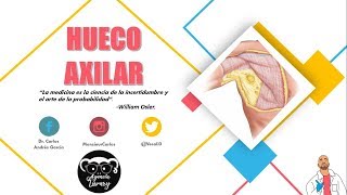 Anatomía  Fosa Axilar Paredes Contenido Linfáticos Axilares [upl. by Adil]