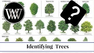 How to Identify a Tree By Leaf Bark and Fruit  Wood and Lumber Identification for Woodworking [upl. by Eytak]