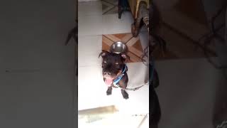 sammy ko chor banaya ga funny dog [upl. by Lantha]