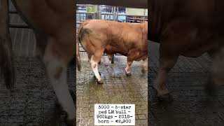 €2900 for 965kg LM bull Balla [upl. by Maighdiln]