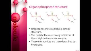 Methyl Parathion [upl. by Duong]