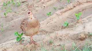 Bird Sound Showdown Francolin vs Chakoorpheasant bird wonderful voice [upl. by Sirad]