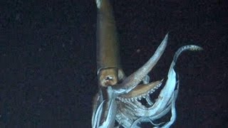 Giant Squid Spotted in Ocean [upl. by True]