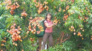 Full Video Harvest Rice amp Harvesting Lychee Fruit Go To Market Sell  Free Bushcraft [upl. by Egroej]