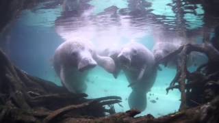 Snorkeling with the Manatees of Crystal River Florida [upl. by Carmine39]