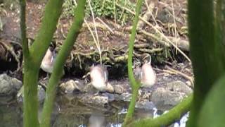 Baikal Teal [upl. by Esahc]