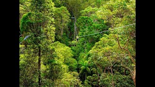 Canyon Flyer Zip Line through the Gold Coast Hinterland Australia [upl. by Yenetruoc892]