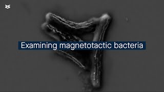 Characterizing unculturable bacteria that can sense the Earth’s magnetic field [upl. by Ingvar]