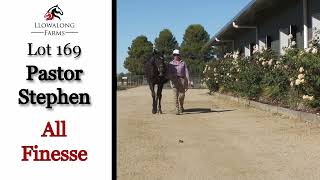 Lot 169 Pastor Stephen  All Finesse filly Llowalong Farm Nutrien Equine Melbourne 2024 [upl. by Nevuer]