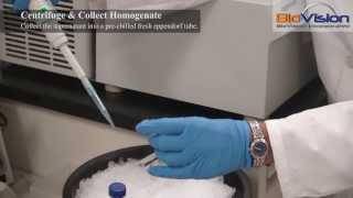 Tissue Homogenization Video  Biovision Inc [upl. by Iiette]