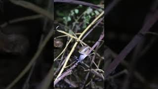 Top Snail Life at Night EP00906 Egg citing Ornithology Nature Biodiversity Eggceptional [upl. by Renell]