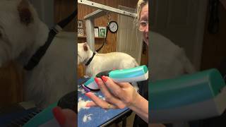 Hold your Dog Grooming Clipper the Right Way [upl. by Llenel]