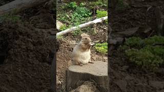 The most adorable Prairie dog at Cotsworld Wildlife Park eating some yummy bread [upl. by Dnana]