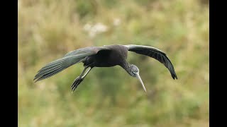 Glossy Ibis Deeping Lakes Lincolnshire 15924 [upl. by Gerti]