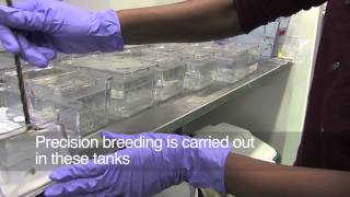 Breeding Zebrafish [upl. by Anhej244]