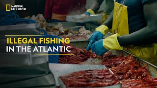 Illegal Fishing in the Atlantic  Trafficked with Mariana Van Zeller  National Geographic [upl. by Gibbie]