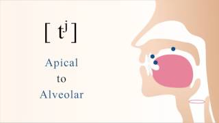 tʲ  unvoiced unaspirated palatalized apical alveolar stop [upl. by Rollin]