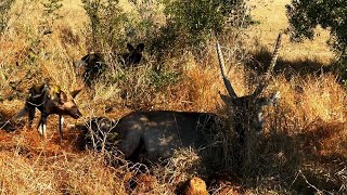 Cruel Nature  African Wild Dogs eating Waterbuck Alive  30 June 2024 [upl. by Ramraj]