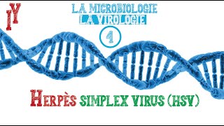 LA MICROBIOLOGIEVIROLOGIE EPISODE 4 HSV1 HSV2 [upl. by Suirad756]