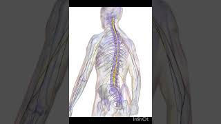 tb meningitis treated meningitis [upl. by Novaelc]