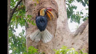 Knobbed Hornbill Tangkoko Northern Sulawesi [upl. by Angela]