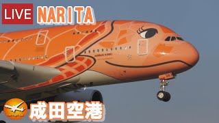 🔴LIVE at NARITA International Airport Plane Spotting 20231104 成田空港ライブカメラ 成田空港 NRTRJAA [upl. by Bate]